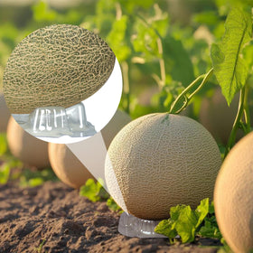 Peony Man melons supported with clear cradle improve sunlight exposure and fruit color.