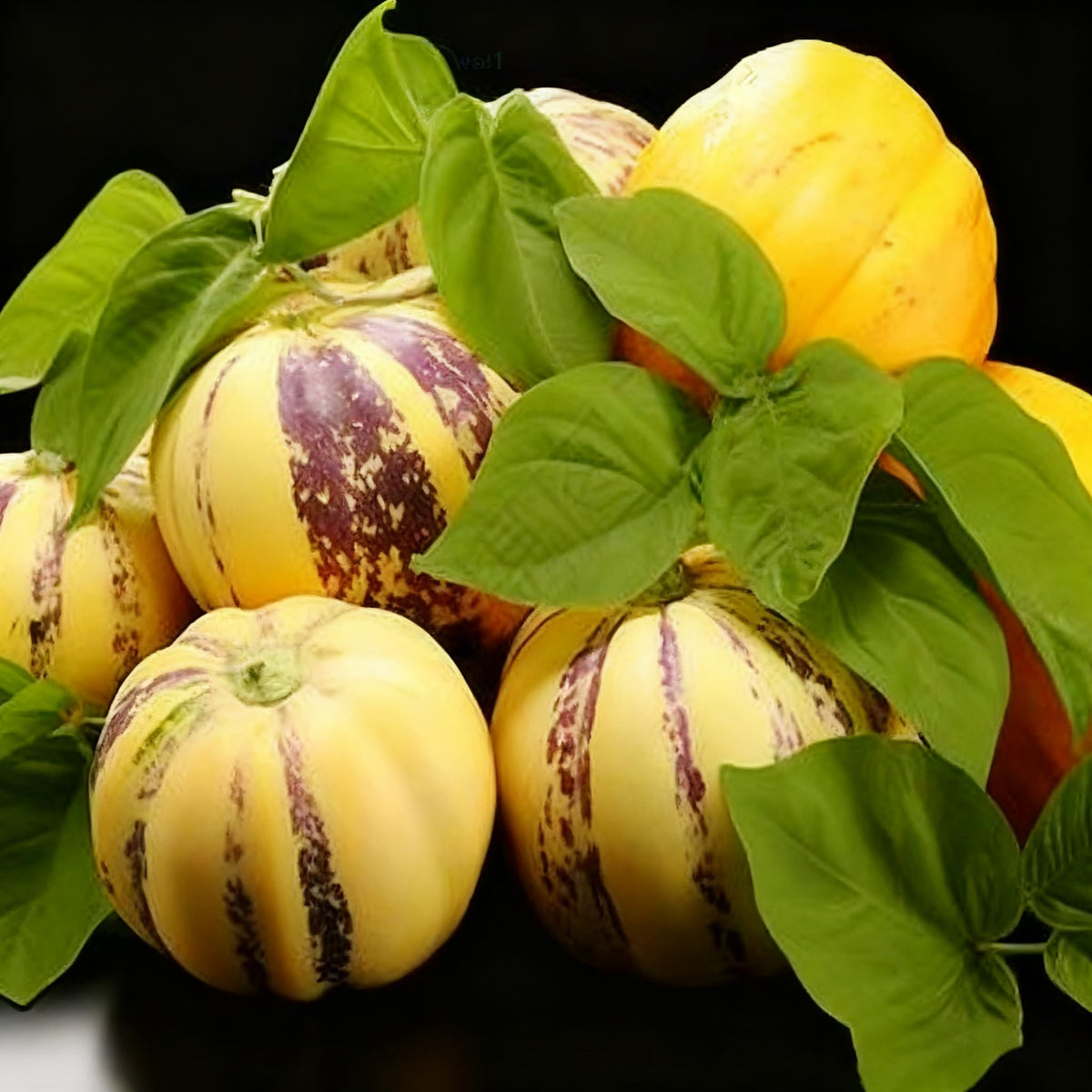 Pepino Melon fruits on vines, tropical harvest preview.