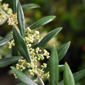 Visible buds on the Arbequina olive tree promising early fruiting