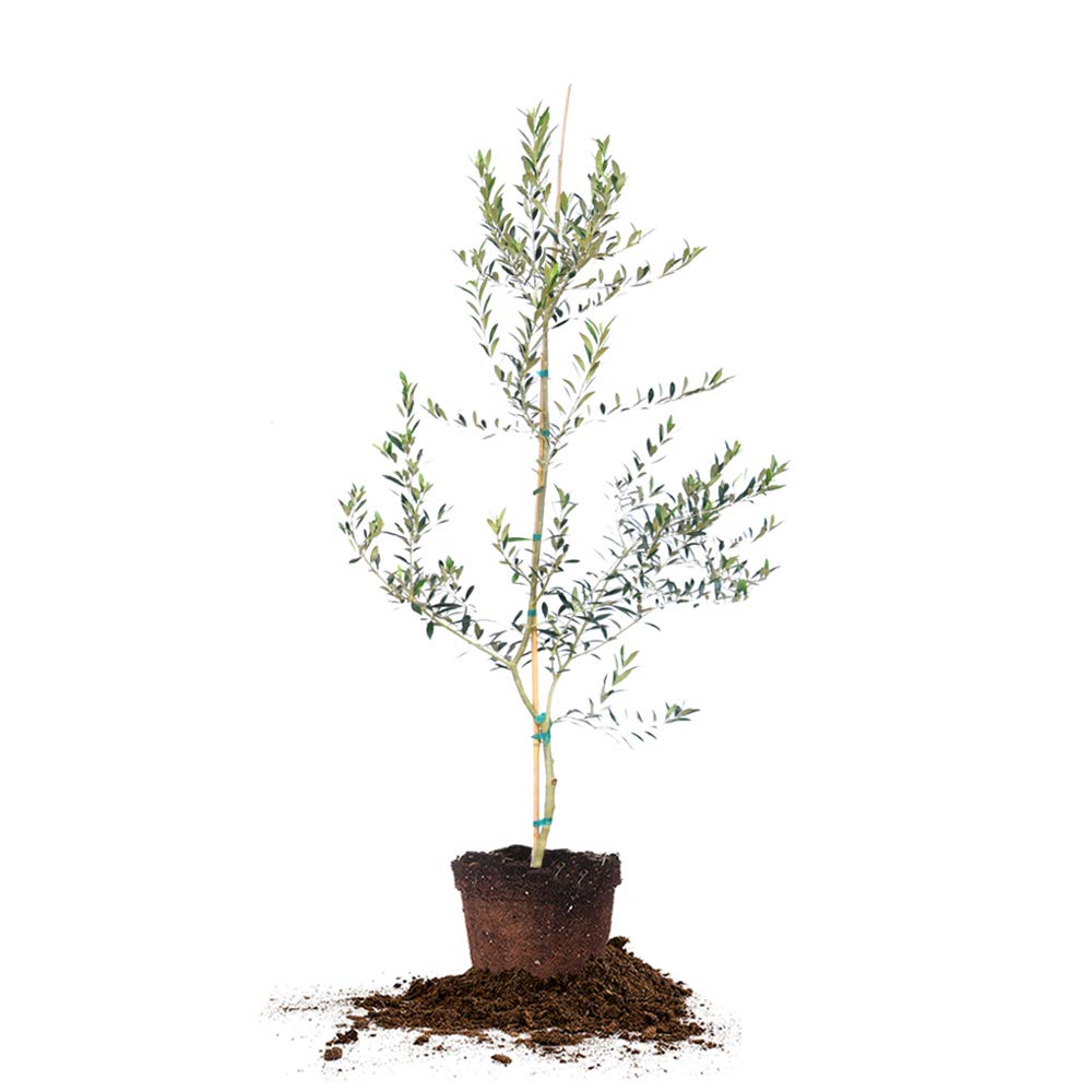 Perfect Plants Arbequina olive tree 4-5ft in sunlit patio for harvest