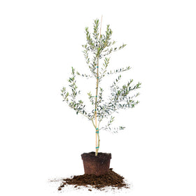 Perfect Plants Arbequina olive tree 4-5ft in sunlit patio for harvest
