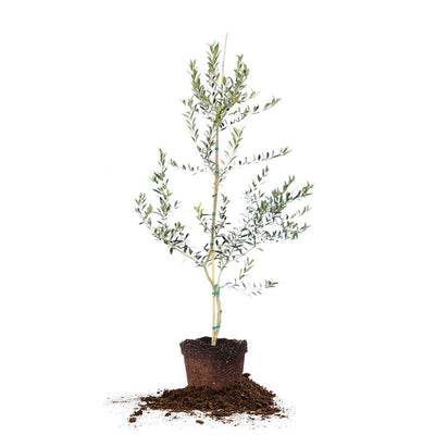 Perfect Plants Arbequina olive tree 4-5ft in sunlit patio for harvest