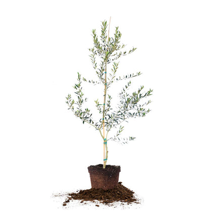 Perfect Plants Arbequina olive tree 4-5ft in sunlit patio for harvest