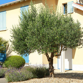 Branch structure and silver-green foliage of the Arbequina olive tree