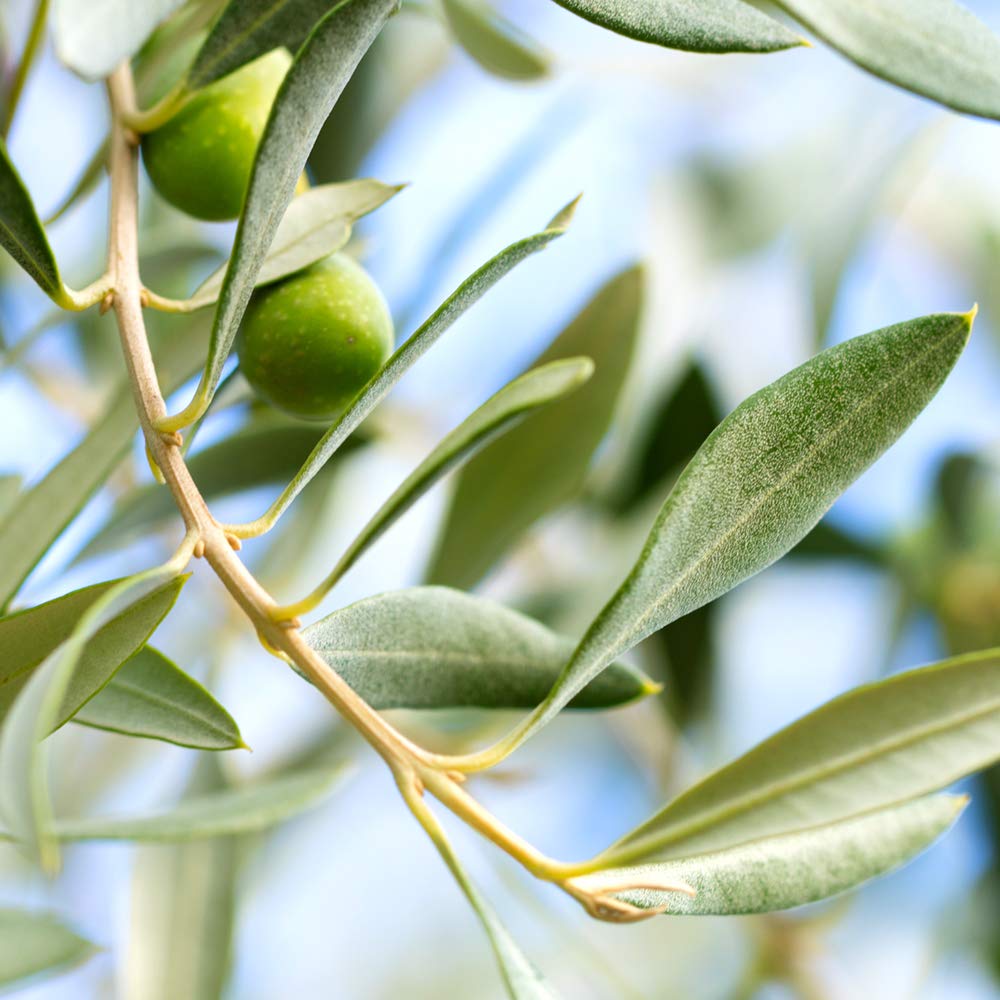 Arbequina olive tree in a container for versatile patio growth