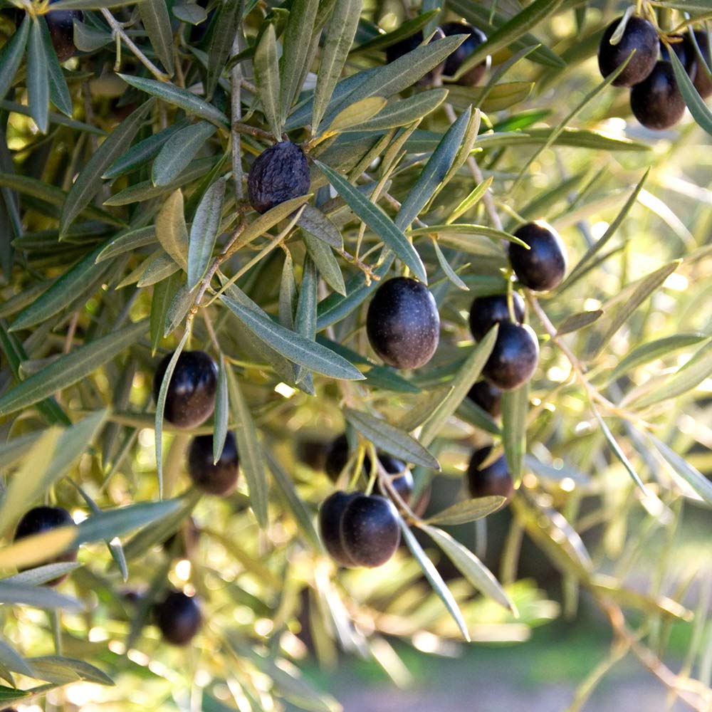 Harvest-ready olives on the Arbequina olive tree