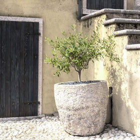 Arbequina olive tree suitable indoors or outdoors near a bright window
