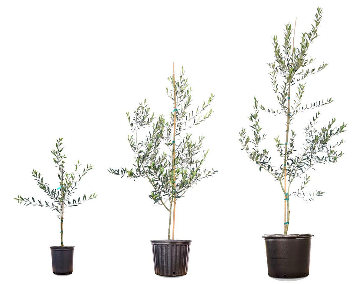 Arbequina olive tree reaching 12-20 ft in ideal ground conditions