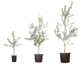 Arbequina olive tree reaching 12-20 ft in ideal ground conditions