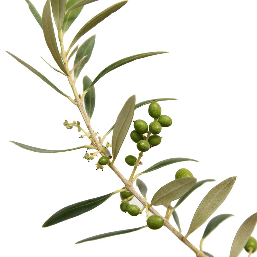 Leaves of the Arbequina olive tree glow in a sunny garden