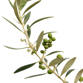 Leaves of the Arbequina olive tree glow in a sunny garden