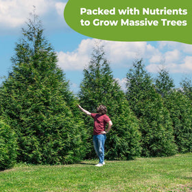 Lush arborvitae foliage after micronutrient-rich feeding from Perfect Plants.