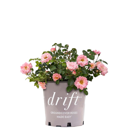 Perfect Plants Blushing Drift Rose bloom close-up highlighting border-friendly pink petals.
