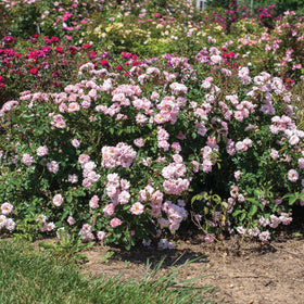 Perfect Plants Blushing Drift Rose blooms from spring to frost for lasting color.