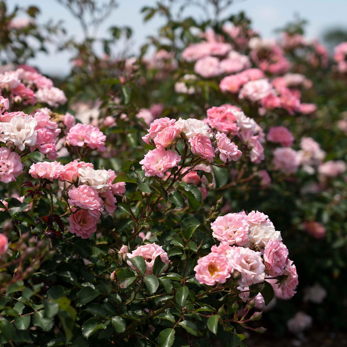 Perfect Plants Blushing Drift Rose glossy foliage detail suited for borders.