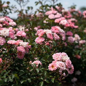 Perfect Plants Blushing Drift Rose glossy foliage detail suited for borders.