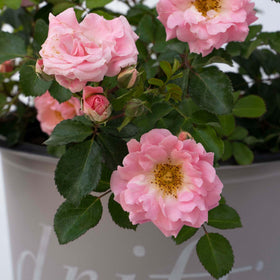 Perfect Plants Blushing Drift Rose fragrance note adds subtle scent to outdoor spaces.
