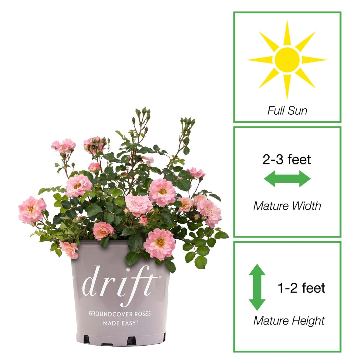 Perfect Plants Blushing Drift Rose ground-cover spread ideal for slopes and mass plantings.
