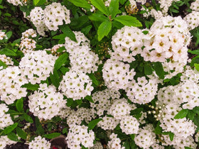 Perfect Plants Bridal Wreath Spirea arching branches create an elegant silhouette.