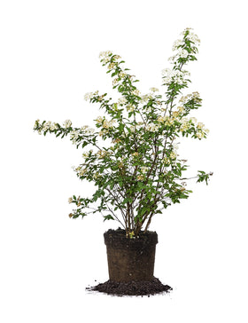 Perfect Plants Bridal Wreath Spirea blooms in spring, brightening borders.