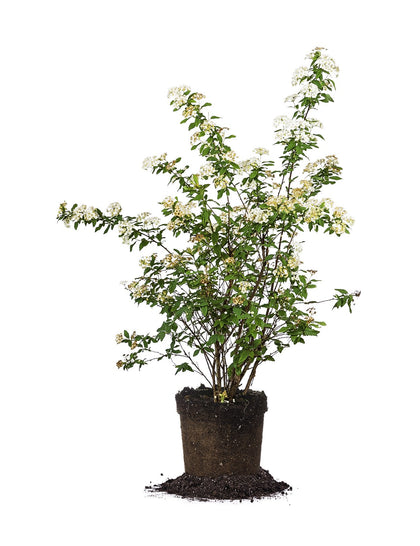 Perfect Plants Bridal Wreath Spirea blooms in spring, brightening borders.