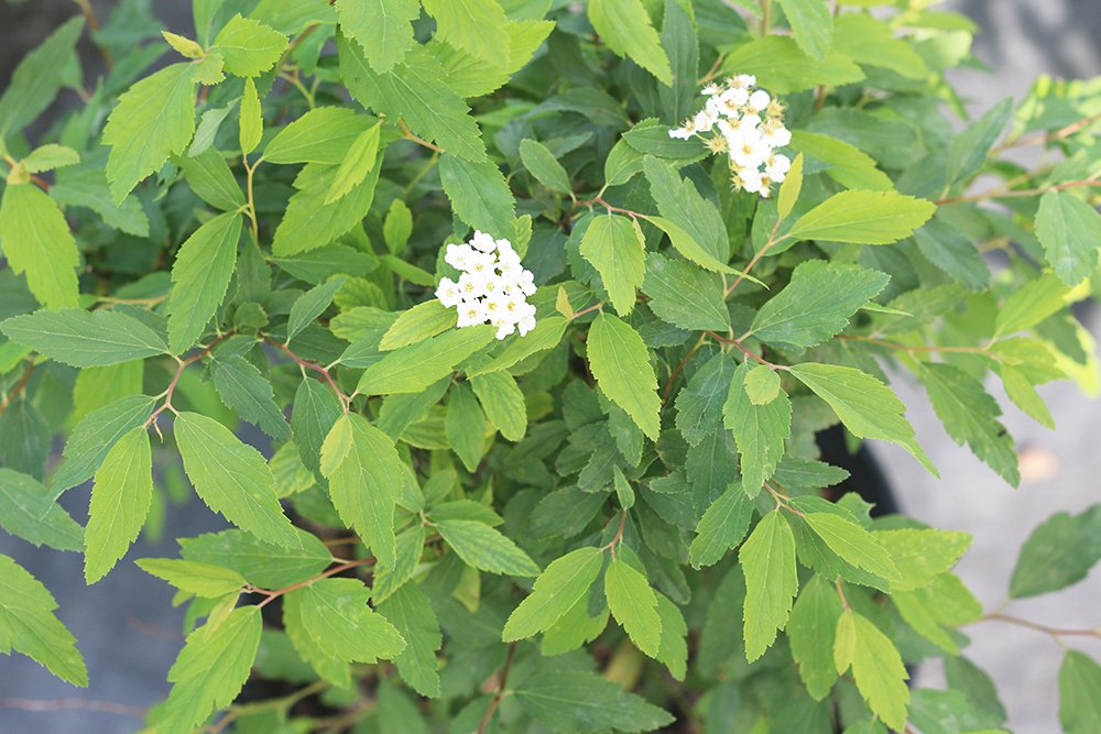 Perfect Plants Spiraea attracts butterflies and bees for a pollinator friendly landscape.
