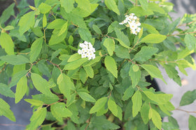Perfect Plants Spiraea attracts butterflies and bees for a pollinator friendly landscape.