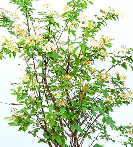 Perfect Plants Bridal Wreath Spirea fall color turns red and orange for seasonal interest.