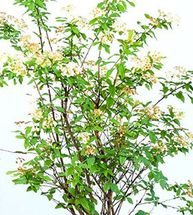 Perfect Plants Bridal Wreath Spirea fall color turns red and orange for seasonal interest.