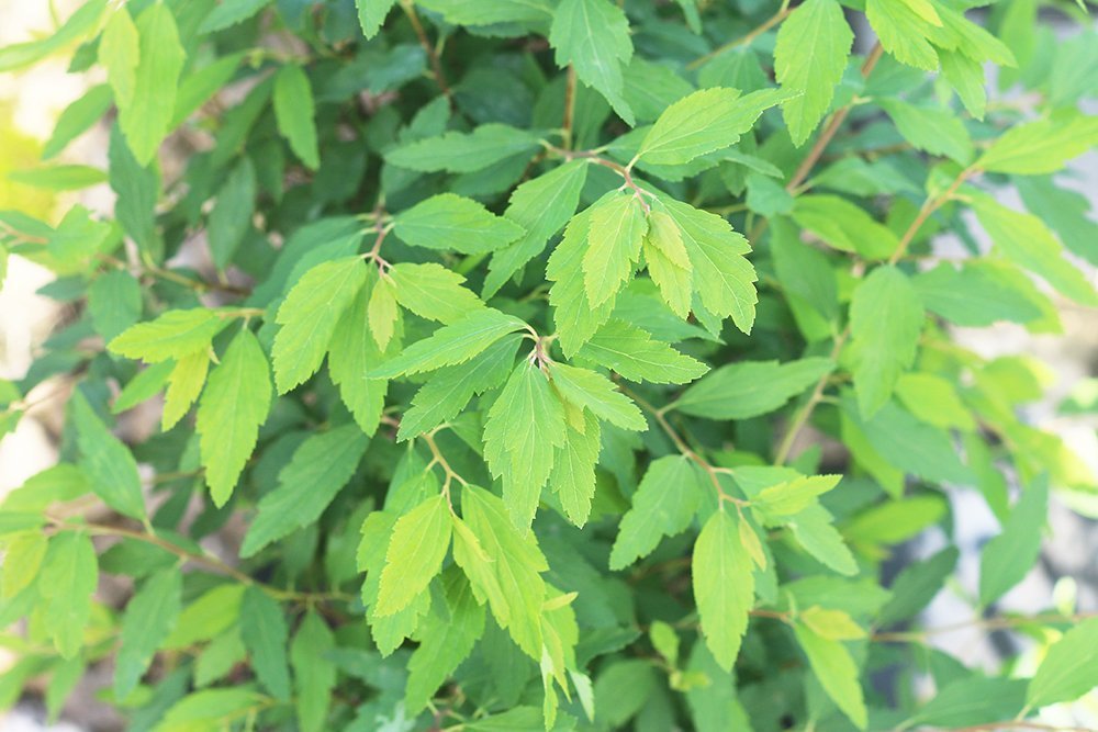 Perfect Plants Bridal Wreath Spirea is deer resistant, protecting gardens from browsing.