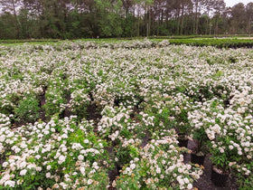 Perfect Plants Bridal Wreath Spirea white blooms blanket the shrub in spring.