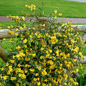 PERFECT PLANTS Carolina Jessamine evergreen foliage adds year-round greenery.