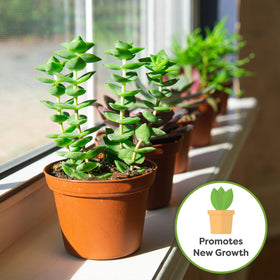 Closeup of vibrant colors and sturdy stems from consistent feeding with this fertilizer.