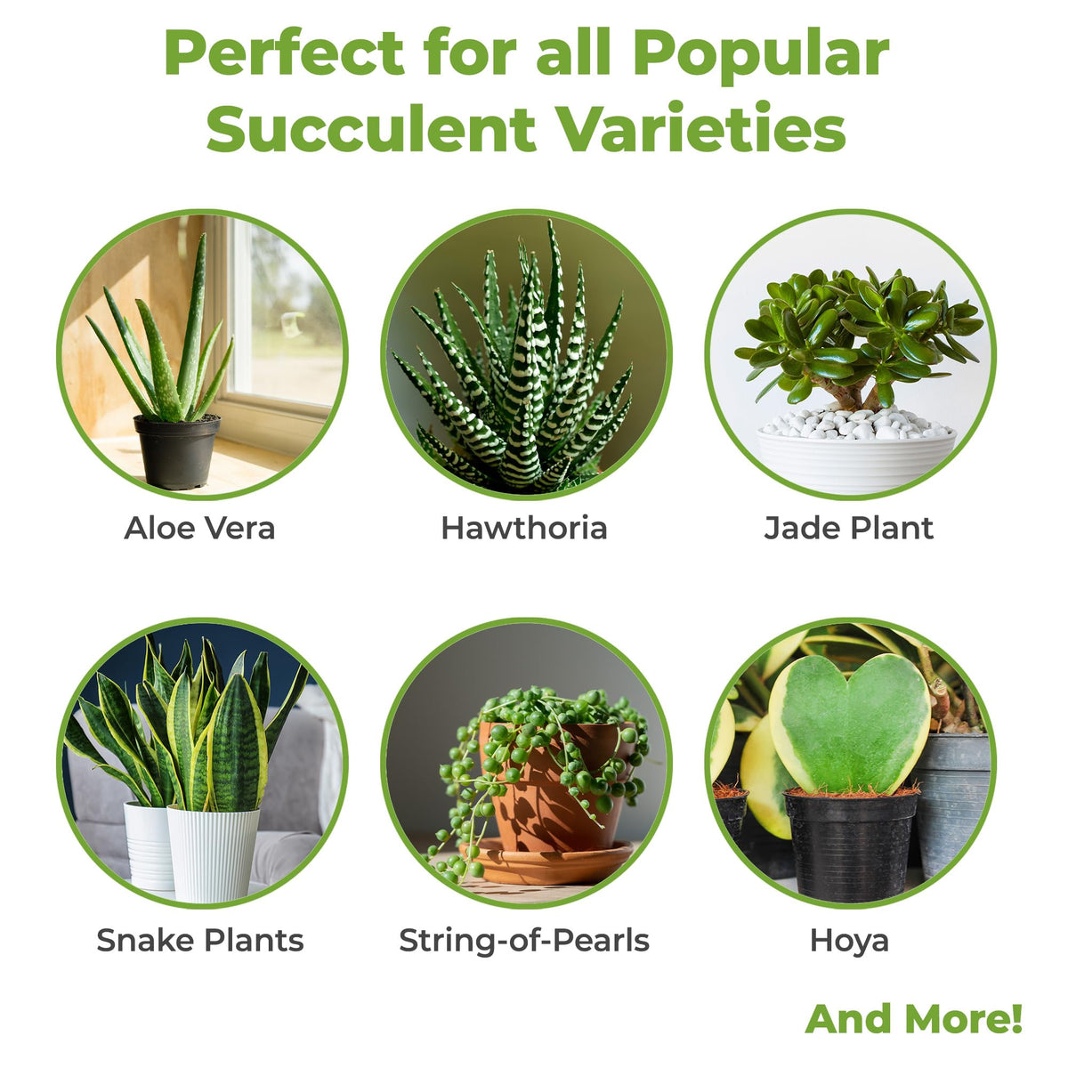 PERFECT PLANTS fertilizer granules in soil promote balanced feeding for cactus and desert plants.