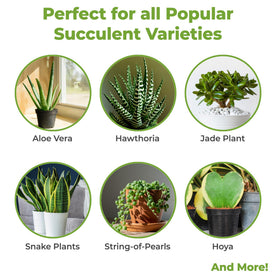 PERFECT PLANTS fertilizer granules in soil promote balanced feeding for cactus and desert plants.