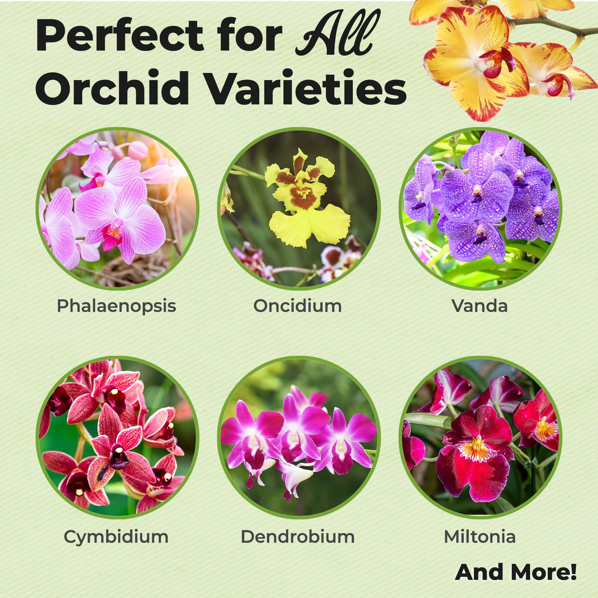 PERFECT PLANTS foliar nutrients for orchid spray supports steady growth and healthy foliage.