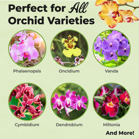 PERFECT PLANTS foliar nutrients for orchid spray supports steady growth and healthy foliage.