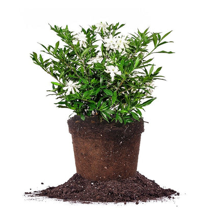 Perfect Plants Frostproof Gardenia bloom white enhances garden beds with fragrance.
