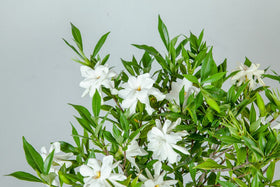 Perfect Plants Frostproof Gardenia border hedge example for privacy and scent.