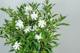 Perfect Plants Frostproof Gardenia entryway plant boosts curb appeal and fragrance.