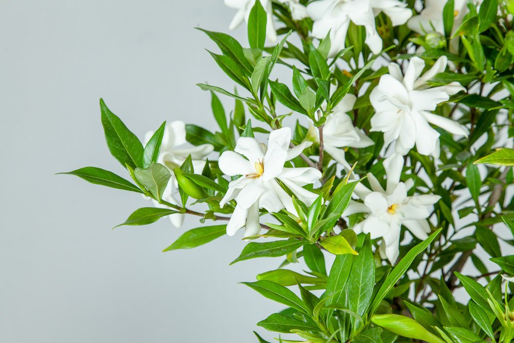 Perfect Plants Frostproof Gardenia pictured in full sun and partial shade.