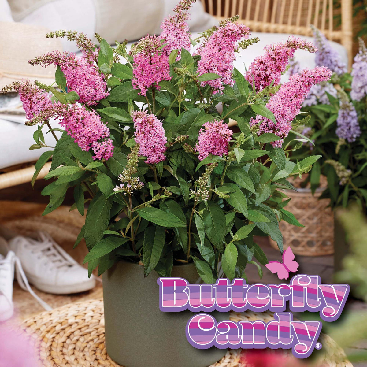 Li’l Taffy in container planting for patios and balconies