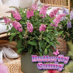 Li’l Taffy in container planting for patios and balconies