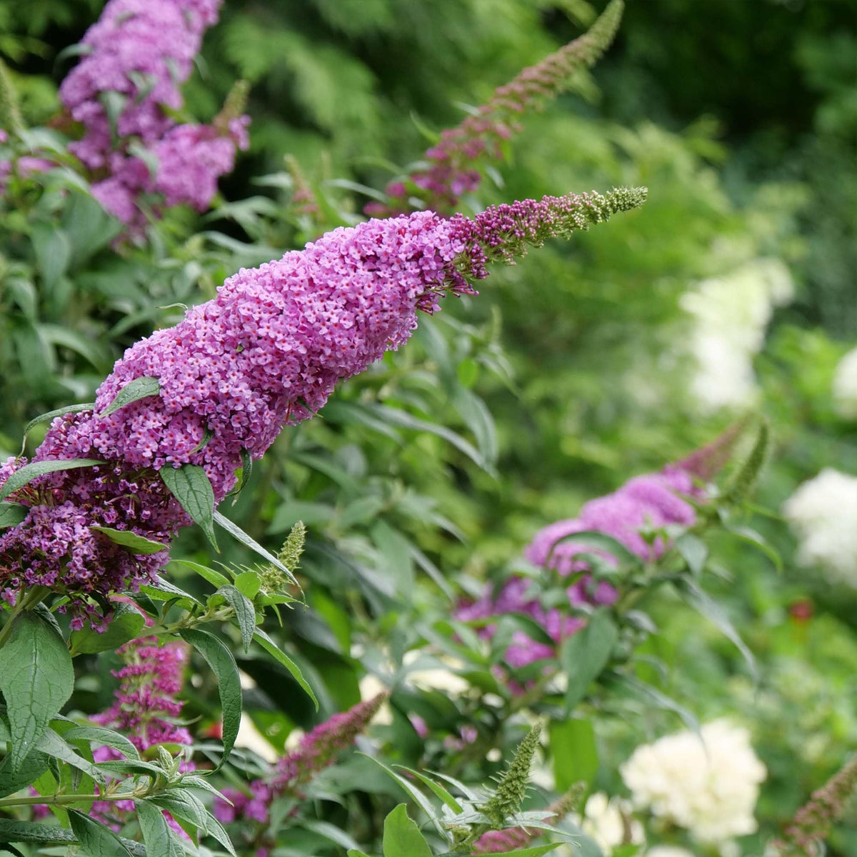 Li’l Taffy thrives in full sun and well-drained soil for heat tolerance