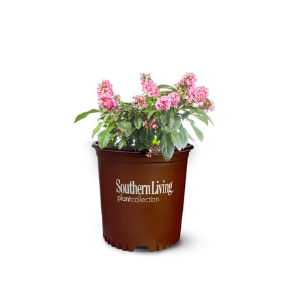 Perfect Plants Li’l Taffy butterfly bush with pink blooms attracting pollinators
