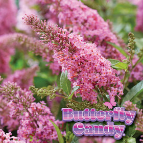 Li’l Taffy attracts butterflies, bees, and hummingbirds in pollinator gardens