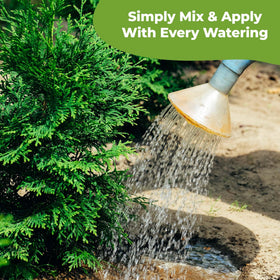 Healthy root system supported by premium nutrients from Perfect Plants.