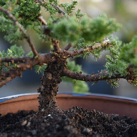 Perfect Plants Liquid Bonsai Fertilizer nourishing containerized conifers for healthier growth.
