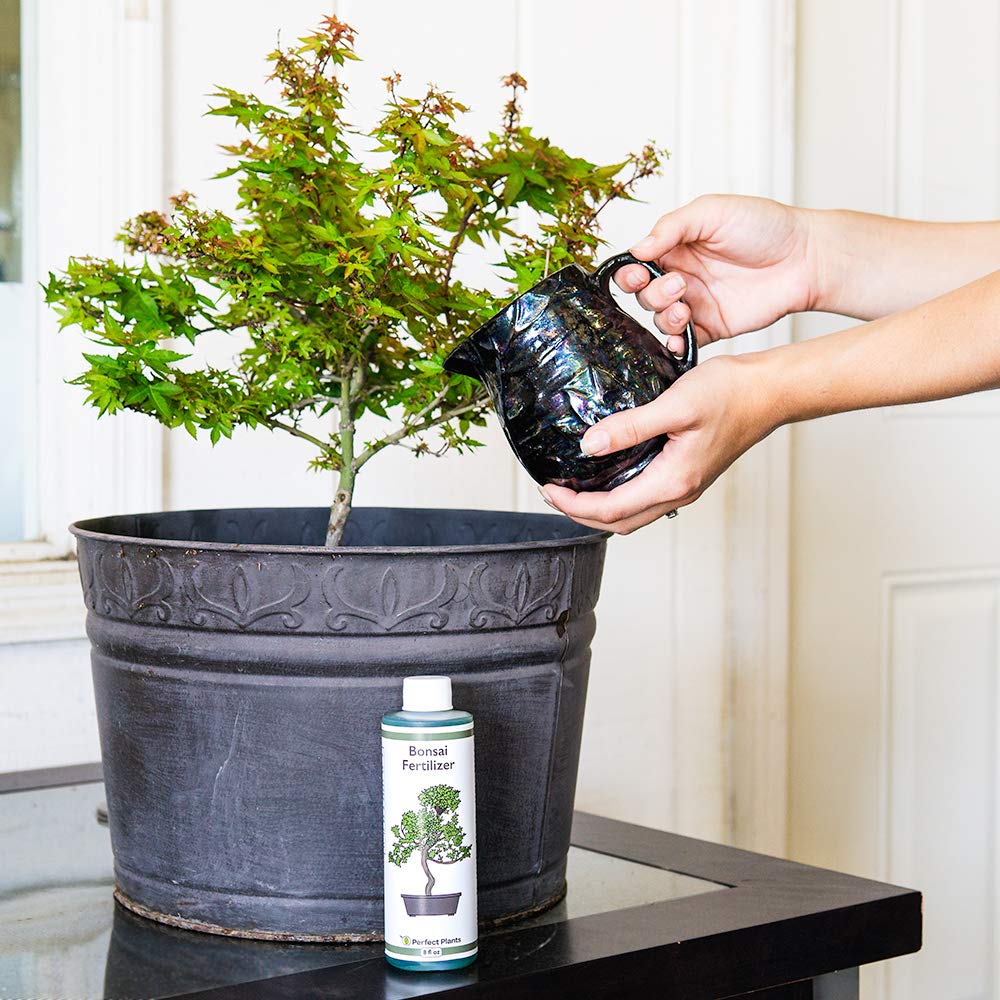 Perfect Plants Liquid Bonsai Fertilizer being diluted in water for easy application.
