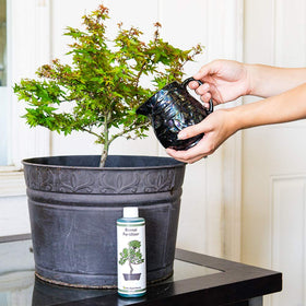 Perfect Plants Liquid Bonsai Fertilizer being diluted in water for easy application.